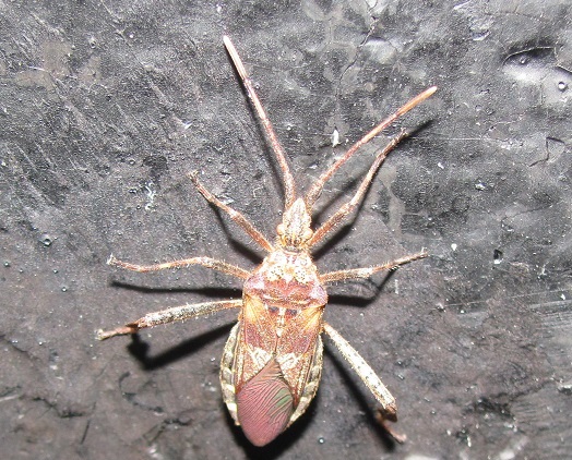 Coreidae:  Leptoglossus occidentalis